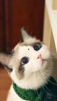 幼幼国产,探索梦幻童年的奇幻世界