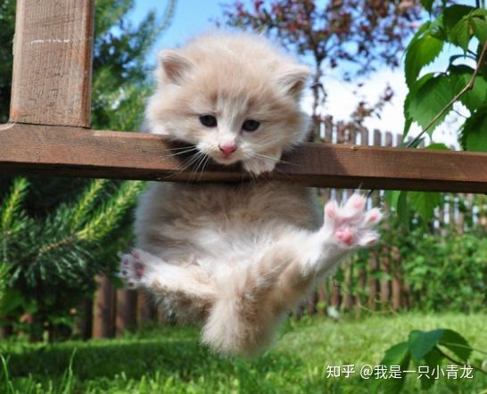 幼幼国产,探索梦幻童年的奇幻世界